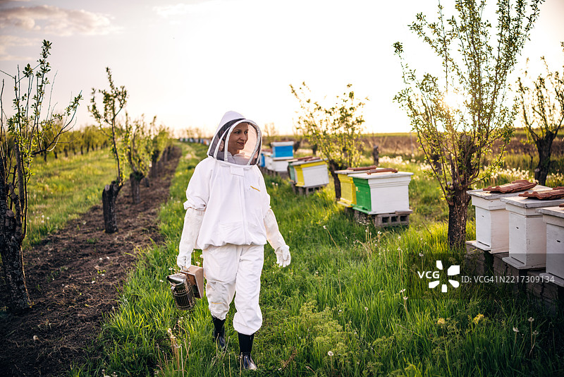 年轻女性养蜂人在有机农场的黄昏光线下照料蜂箱图片素材