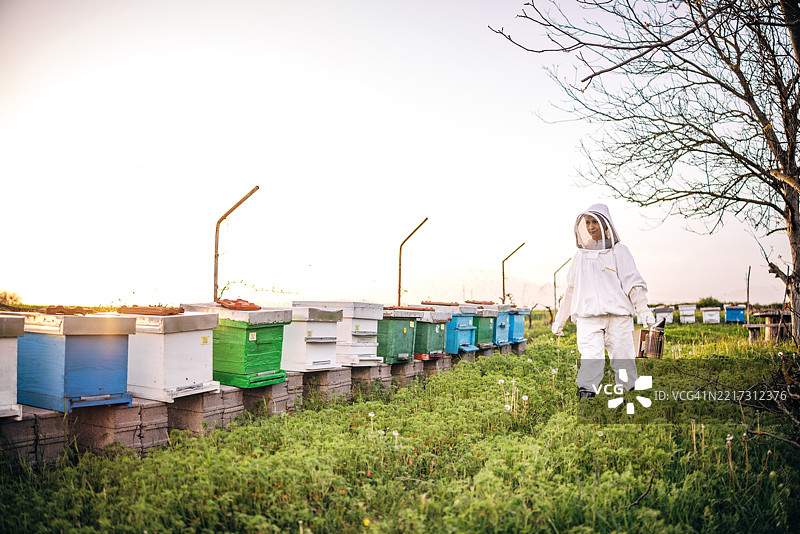 年轻女性养蜂人在日落时分照料有机农场的蜂箱图片素材
