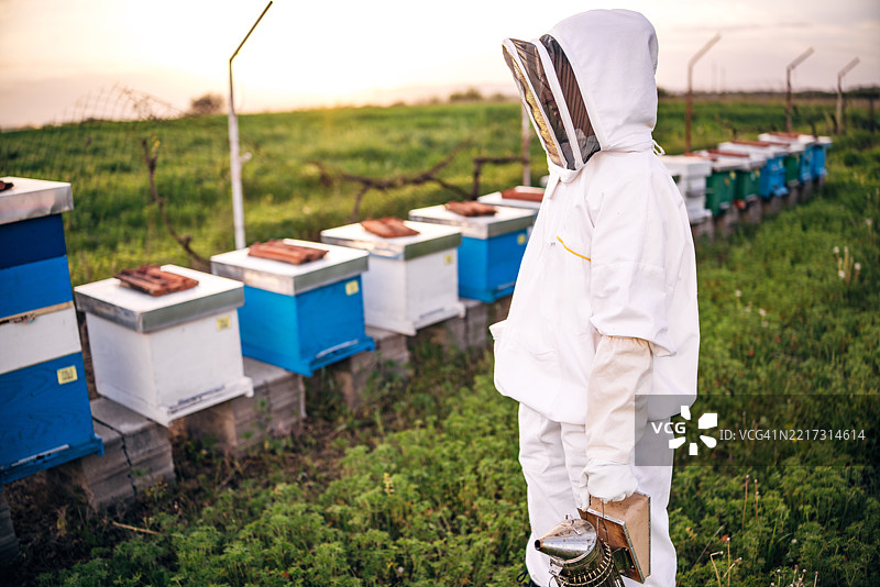 年轻女性养蜂人在有机农场的日落时分照料蜂箱，展现她对养蜂的热情图片素材