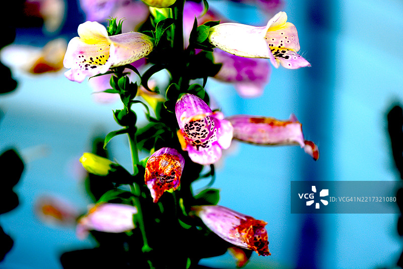 毛地黄图片素材