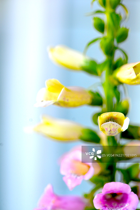 毛地黄图片素材