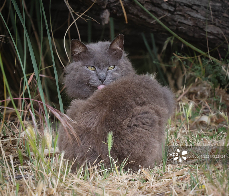 加利福尼亚州弗里蒙特的长毛灰色野猫在草地上梳理毛发图片素材