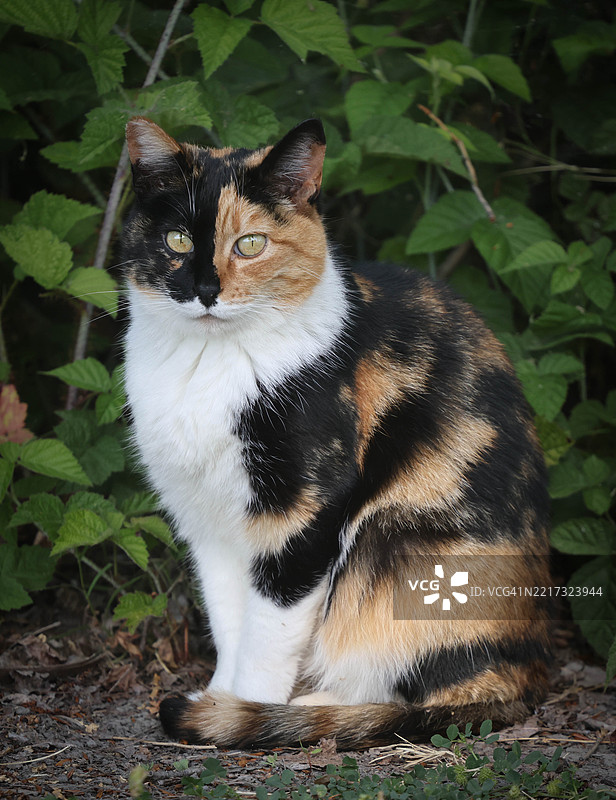 加州弗里蒙特的野生花斑猫坐在草地上图片素材