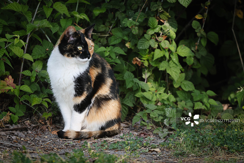 加州弗里蒙特的野生花斑猫在草丛中侧身望向一旁图片素材