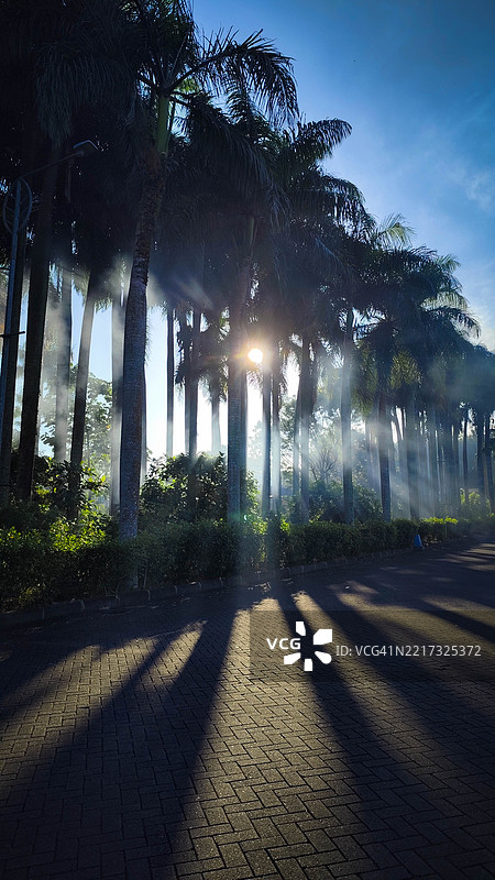 阳光透过绿树洒下图片素材