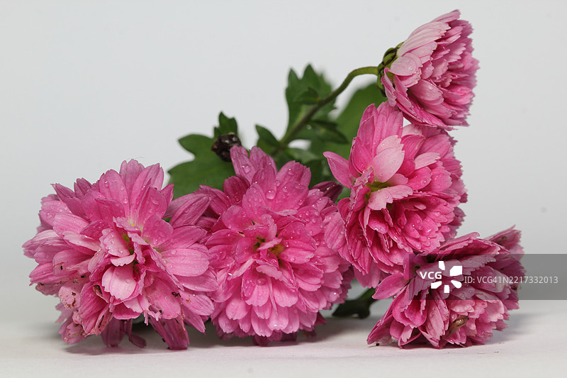 荷兰粉色开花植物的特写图片素材