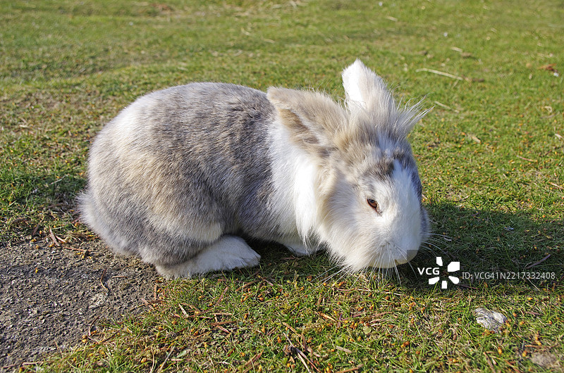 狮头兔 [Oryctolagus cuniculus]图片素材