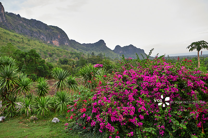 粉色的九重葛花在山脉前盛开，景色宜人图片素材