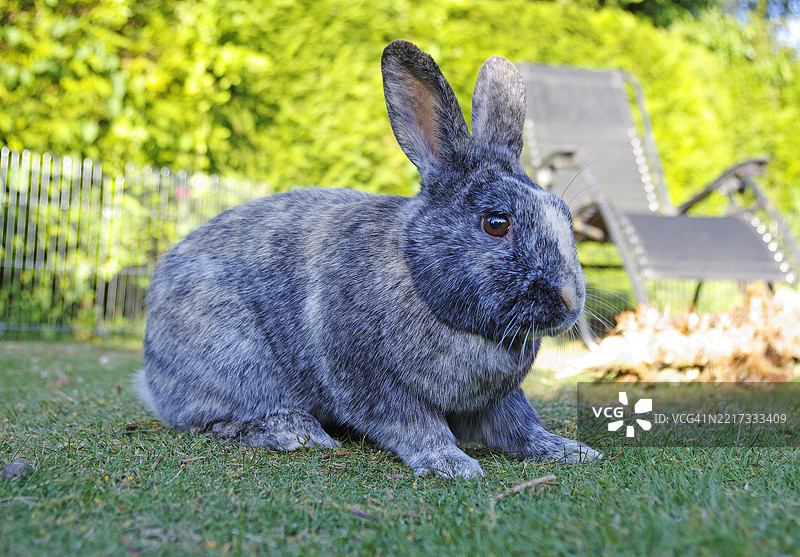 小丑兔 [Oryctolagus cuniculus]图片素材