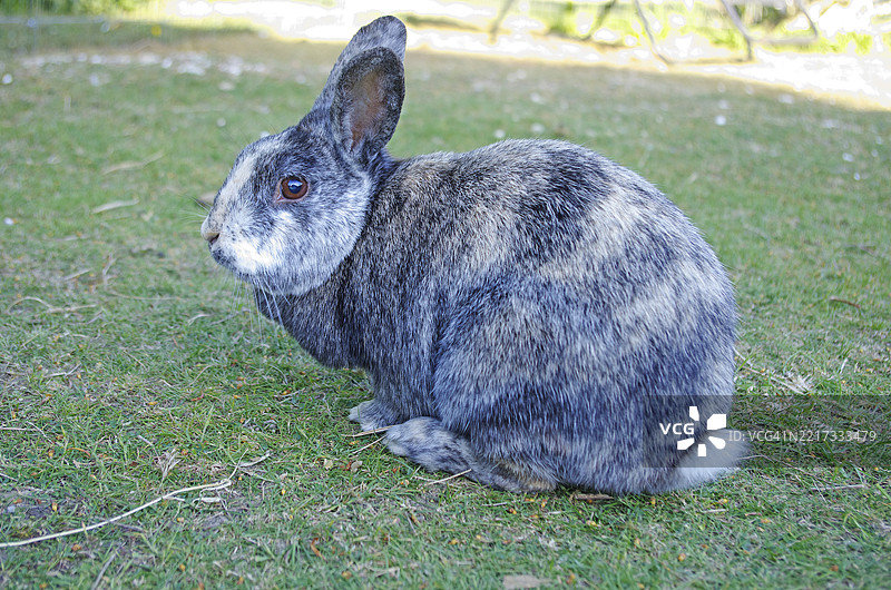 小丑兔 [Oryctolagus cuniculus]图片素材