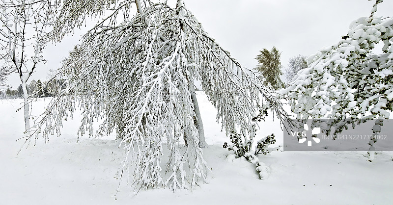 树上积雪的特写，背景是天空图片素材