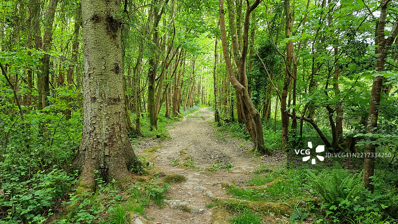 森林中的树木图片素材
