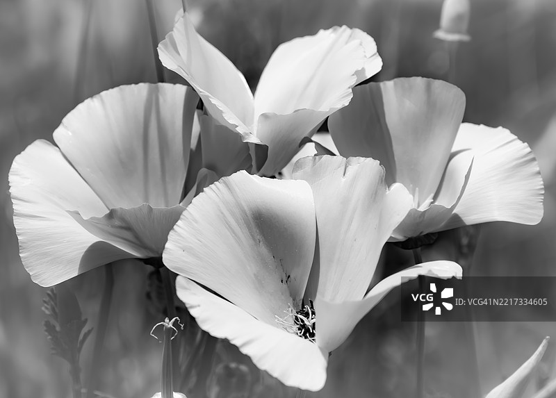 白色花朵的特写，福图纳，加利福尼亚州，美国图片素材