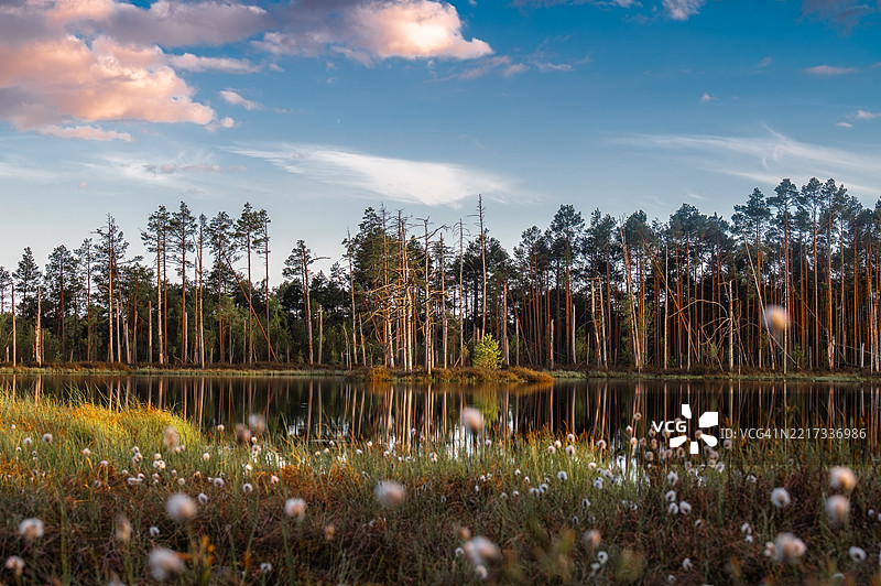 春季的塞纳沼泽和图萨克棉草的斯凯斯特湖图片素材