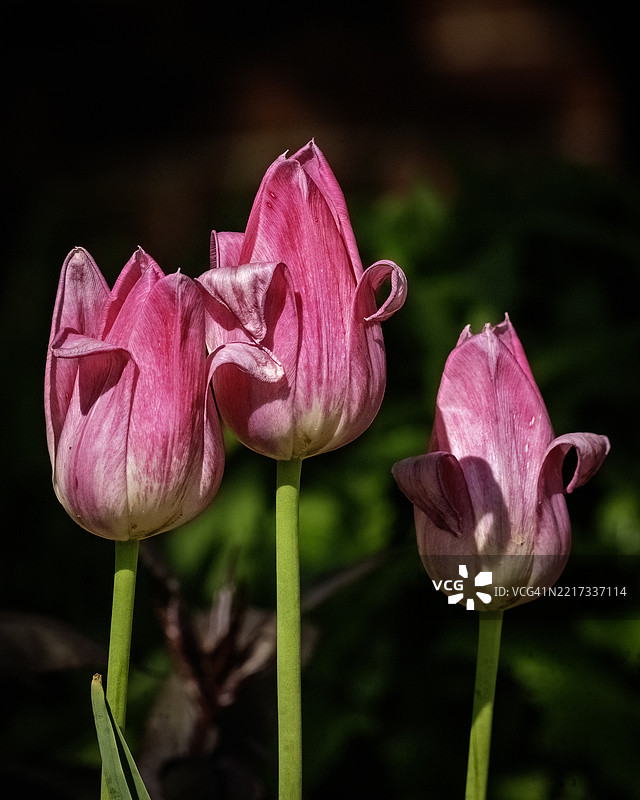 粉色玫瑰特写，西德莫因，爱荷华州，美国图片素材