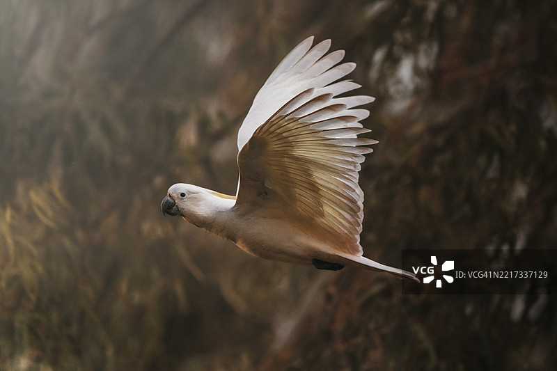 澳大利亚户外飞翔的海鸥特写图片素材