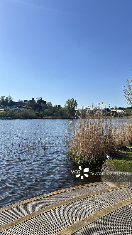 恩尼斯基伦，北爱尔兰，英国的湖边景观与芦苇图片素材