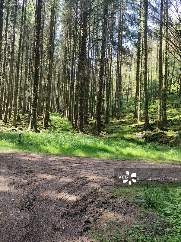 森林中的树木，恩尼斯基伦，北爱尔兰，联合王国，英国图片素材