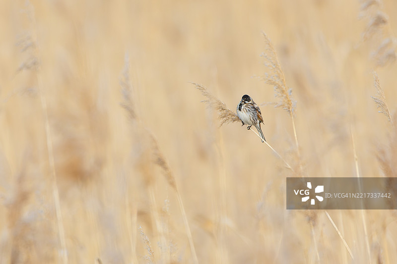 芦苇雀（Emberiza schoeniclus）在芦苇丛中，这只小鸟有着独特的黑色帽子。图片素材