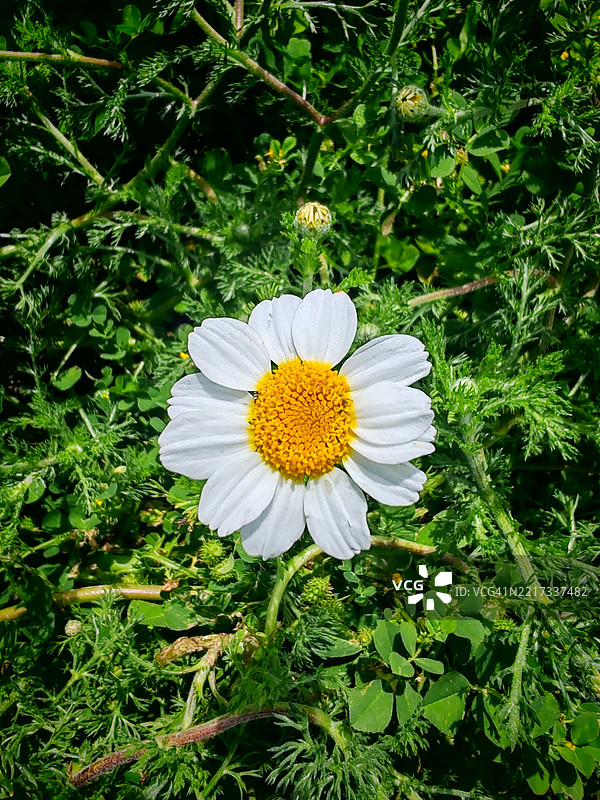 西班牙格拉纳达的白色开花植物特写图片素材
