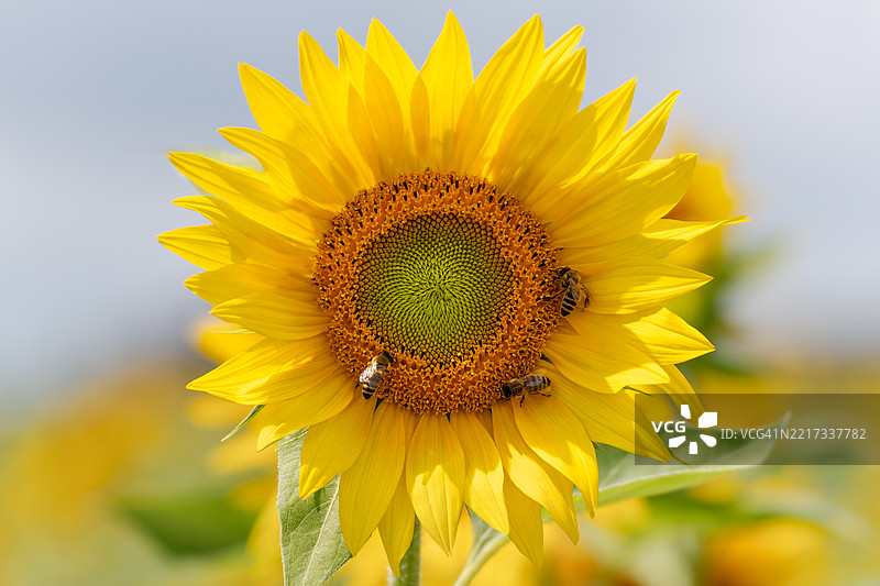 向日葵特写图片素材