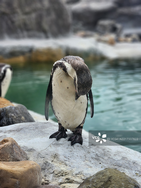 岩石上的企鹅特写镜头图片素材