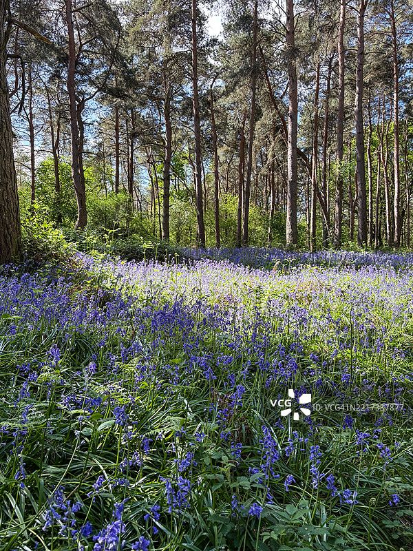 英国阿尔斯特森林中的开花植物景观图片素材