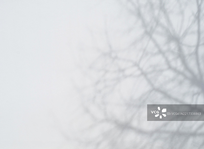 光滑纹理背景上投射的光柔和树枝阴影图片素材