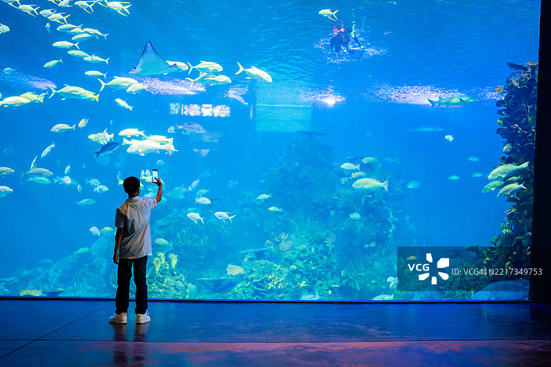 小男孩在水族馆拍摄鱼类图片素材