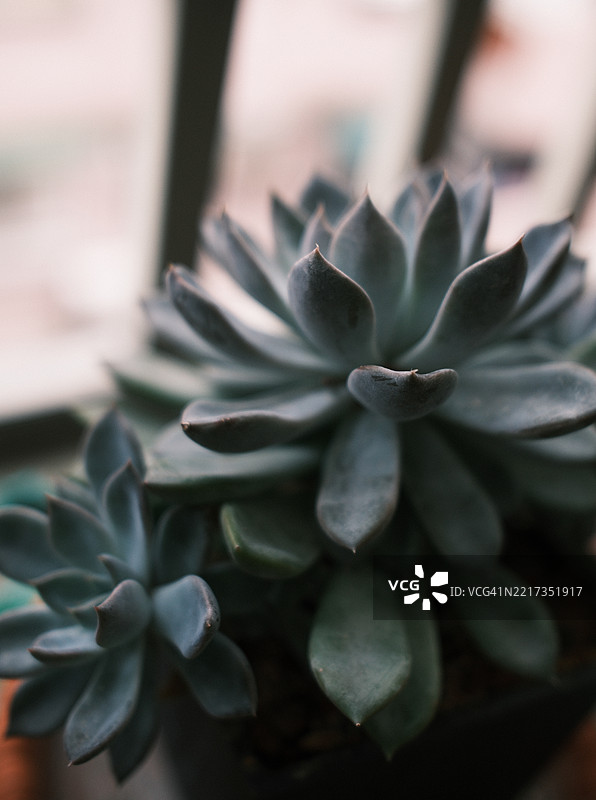 多肉植物特写图片素材