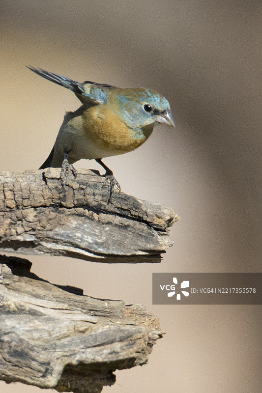 蓝色雀鸟雄性栖息图片素材