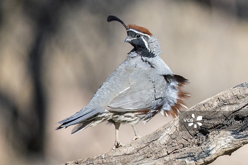 甘贝尔鹌鹑雄鸟栖息图片素材