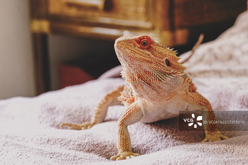 在拉脱维亚里加，胡须龙在自然光下的毯子上休息图片素材