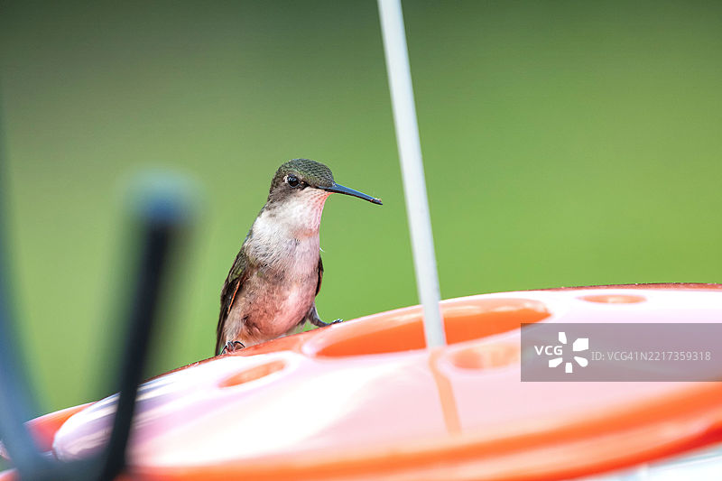 特写图像：蜂鸟吃食物，威斯康星州沃普恩，美国图片素材