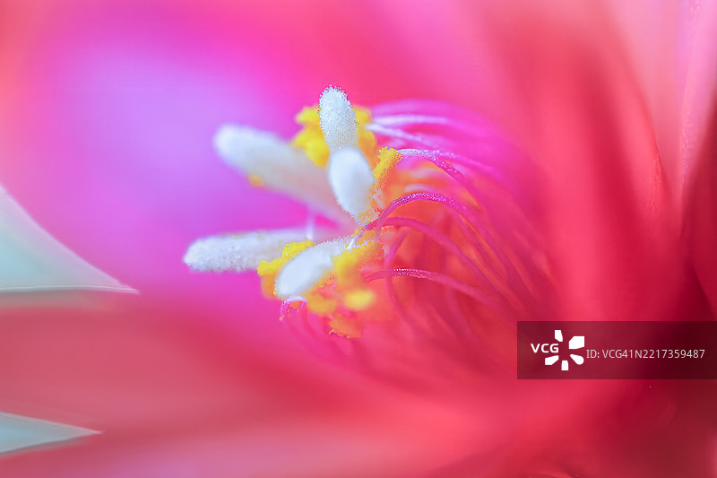 粉色花朵的特写镜头图片素材