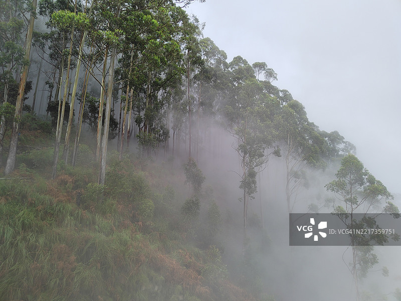 森林中的树木与天空，喀拉岱尔，泰米尔纳德邦，印度图片素材