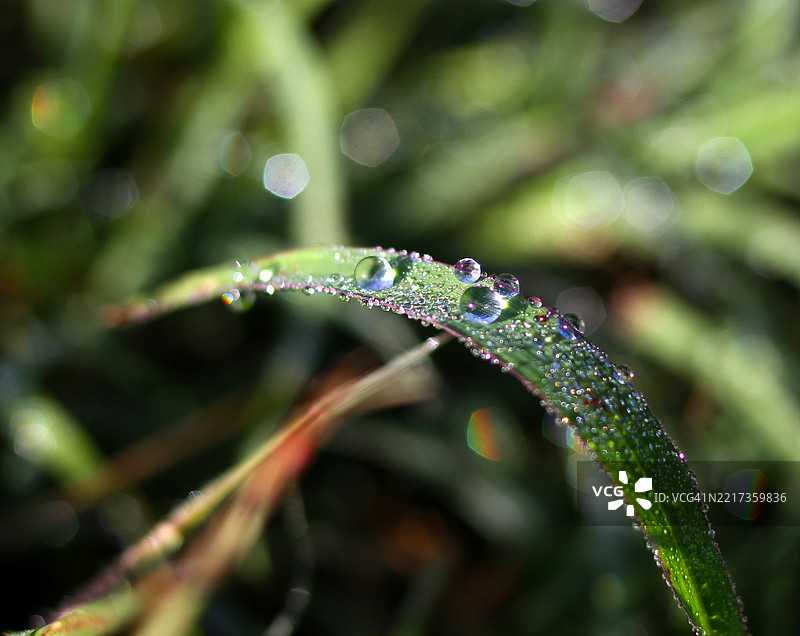湿润植物的特写，澳大利亚图片素材