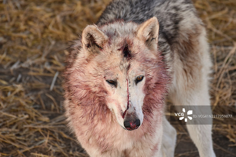 狐狸的特写肖像，科宁斯堡，科罗拉多州，美国图片素材