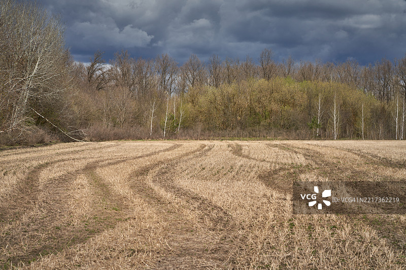 田野上的树木与天空相映成趣图片素材
