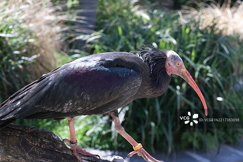 秃鹮的特写镜头图片素材
