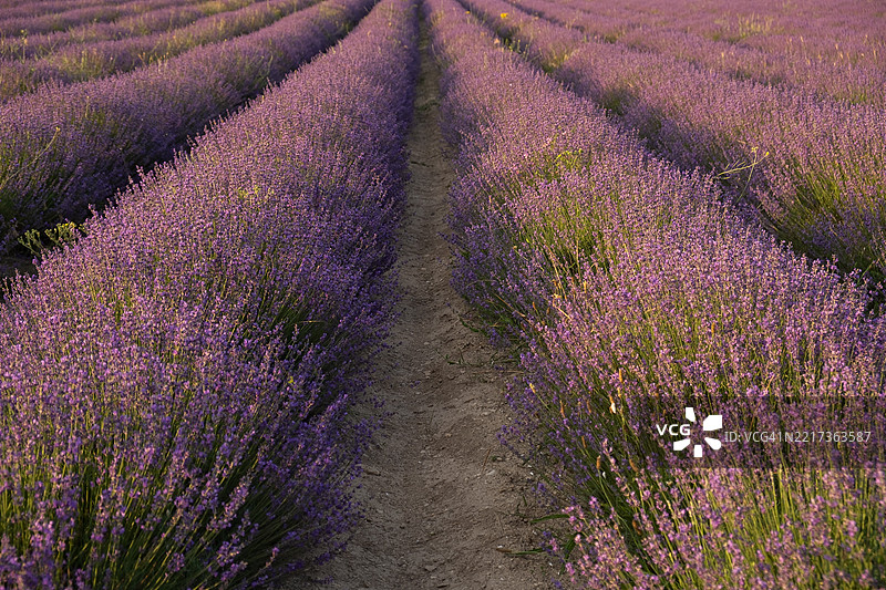 满框镜头拍摄的薰衣草田图片素材