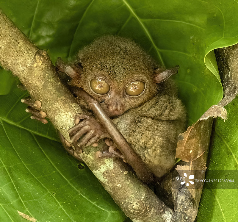 菲律宾树上的懒猴图片素材