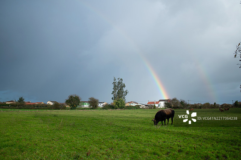 牛在暴风雨后双彩虹下的绿草地上吃草图片素材
