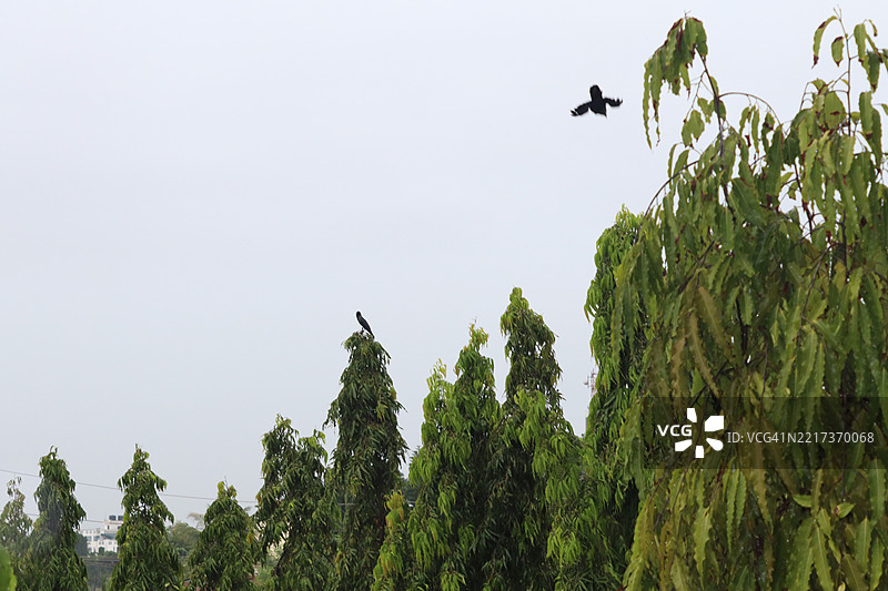 低角度视图的鸟在晴朗的天空中飞翔图片素材