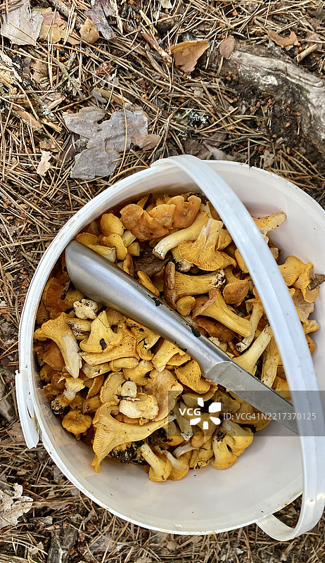 高角度视图的容器中的蘑菇图片素材