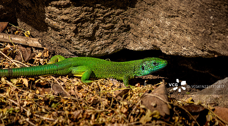 岩石上的普通壁蜥蜴特写镜头图片素材