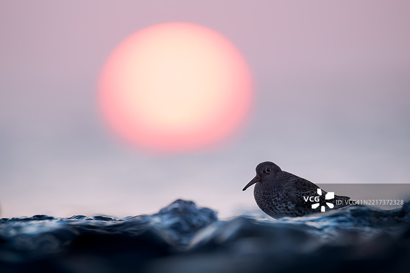 一只紫色的日落鹬在落日余晖下。图片素材