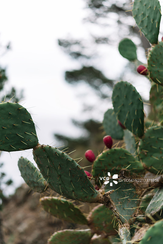 多肉植物的特写镜头图片素材