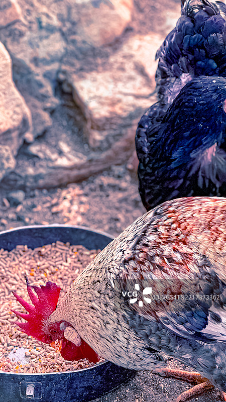 近距离拍摄的公鸡啄食鸡饲料的碗，沙漠温泉，加利福尼亚州，美国图片素材