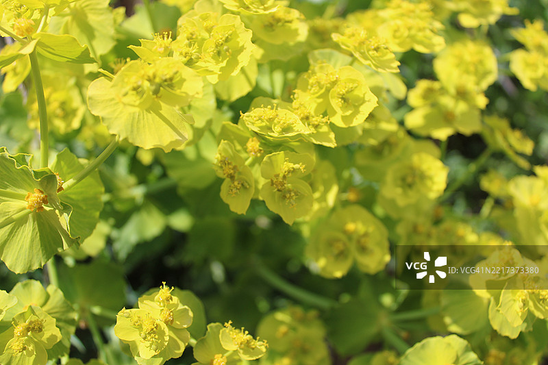 有毒的锯齿大戟特写，盛开的锯齿大戟图片素材